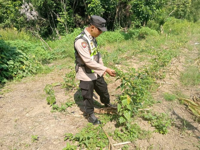 
					Dukung Asta Cita Presiden, Polsek Kapuas Barat Cek Program Pekarangan Pangan Bergizi di Desa Saka Mangkahai