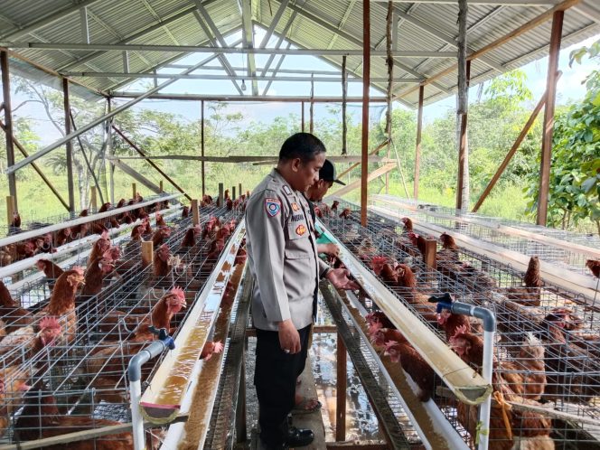 
					Dukung Ketahanan Pangan, Polsek Kapuas Barat Cek Budidaya Ayam Petelur di Desa Sei Kayu
