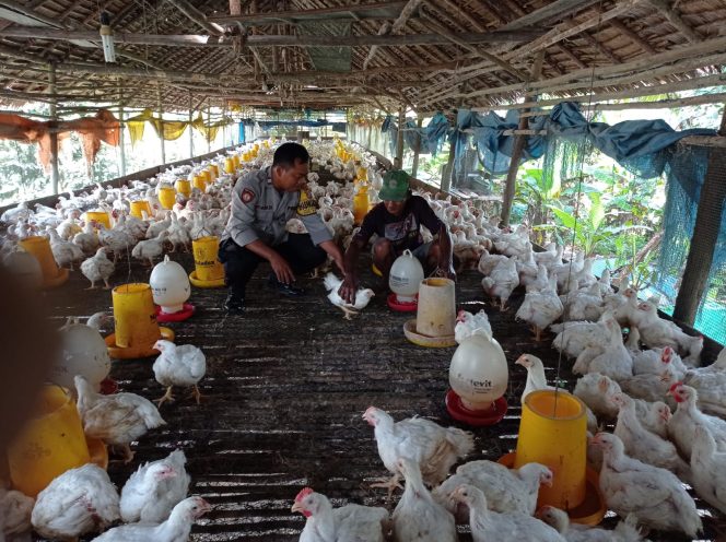 
					Bhabinkamtibmas Sungai Kapitan Dorong Warga Budidaya Ayam