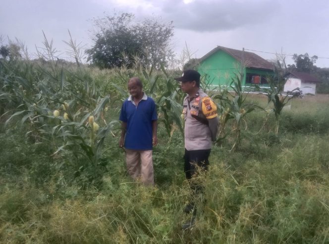 
					Dukung Program Pemerintah, Polsek Kapuas Barat Cek Ketahanan Pangan di Desa Basuta Raya