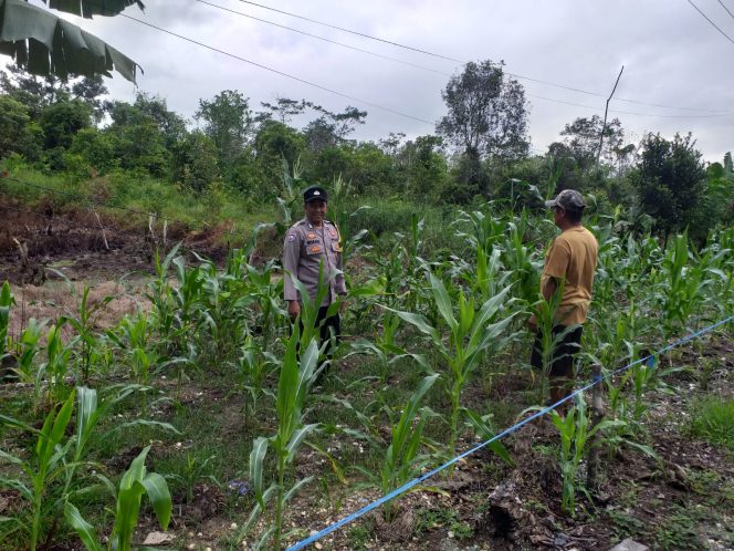 
					Dukung Asta Cita Presiden, Polsek Kapuas Barat Cek Pekarangan Pangan Bergizi Budidaya Jagung Manis