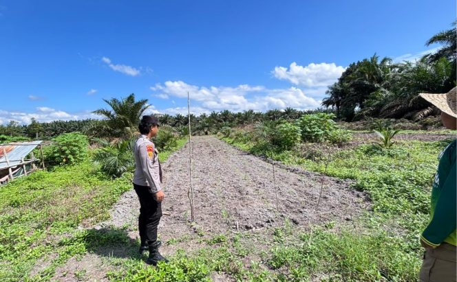 
					POLSEK HANAU CEK KESIAPAN LAHAN JAGUNG DUKUNG KETAHANAN PANGAN NASIONAL