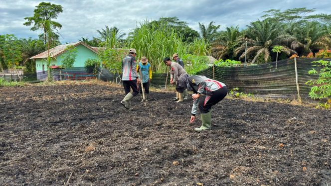 
					POLSEK SERUYAN TENGAH DUKUNG SWASEMBADA PANGAN MELALUI PENANAMAN JAGUNG PROGRAM 1 DESA 1 HEKTAR