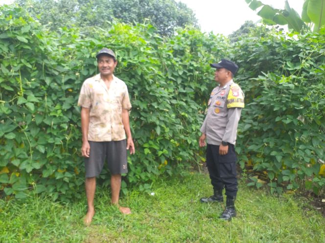 
					Dukung Ketahanan Pangan, Polsek Kapuas Barat Cek Budidaya Kacang Panjang di Desa Sei Kayu