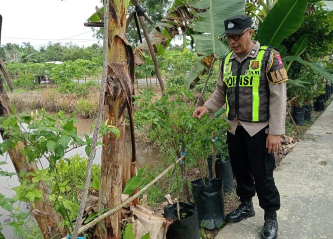 
					Dukung Ketahanan Pangan, Polsek Kapuas Barat Cek Budidaya Ikan Air Tawar di Mandomai
