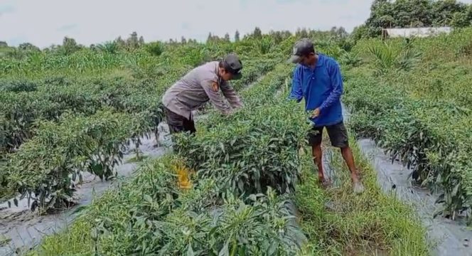
					Sinergi Kamtibmas, Polsek Kapuas Barat Cek Progres Ketahanan Pangan di Desa Penda Ketapi