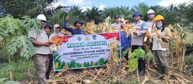 
					Panen Jagung Program Tumpang Sari di PT Sawitmas Nugraha Perdana Dukung Swasembada Pangan Tahun 2026