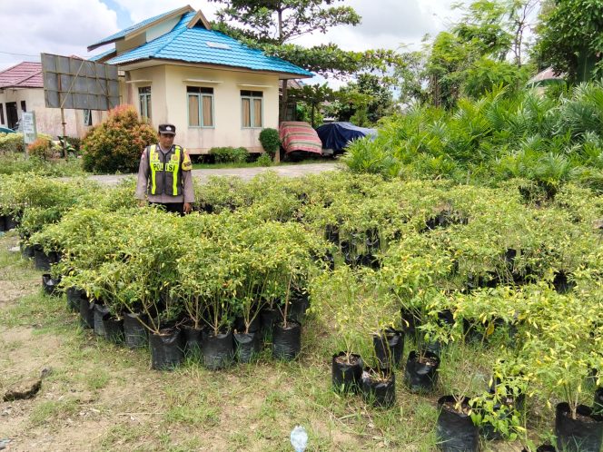 
					Dukung Ketahanan Pangan, Polsek Kapuas Barat Cek Budidaya Cabai Pedas di Mandomai