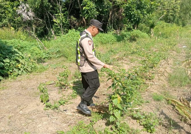 
					Tingkatkan Ketahanan Pangan Desa, Personil Polsek Kapuas Barat Ajak Masyarakat Manfaatkan Lahan