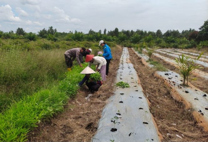
					Dukung Swasembada, Polsek Kapuas Barat Cek Ketahanan Pangan di Desa Penda Ketapi