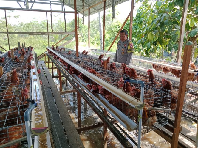 
					Wujudkan Ketahanan Pangan, Bhabinkamtibmas Polsek Kapuas Barat Cek Budidaya Ayam Petelur di Desa Sei Kayu