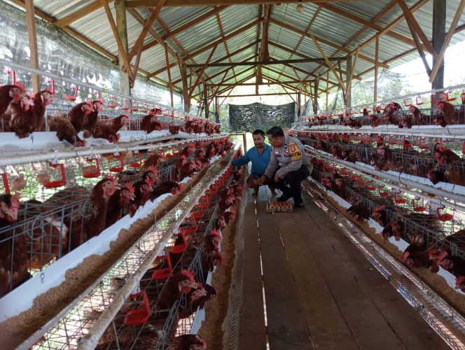 
					Polsek Seruyan Hilir Dukung Ketahanan Pangan Melalui Pengecekan Peternakan Ayam Petelur di Desa Halimaung Jaya
