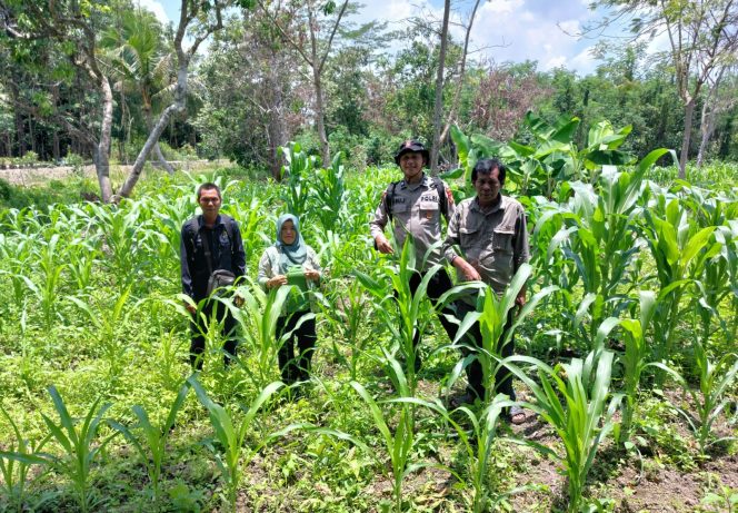 
					Polsek Kapuas Barat Cek Ketahanan Pangan Sektor Pertanian di Desa Maju Bersama