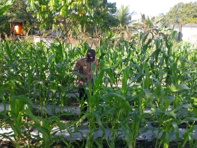 
					Bhabinkamtibmas Kelurahan Mendawai Monitoring Pertumbuhan Jagung Dukung Ketahanan Pangan