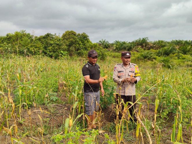 
					Sambang Kebun Jagung, Bhabinkamtibmas Desa Natai Kondang Ajak Warga Tingkatkan Ketahanan Pangan
