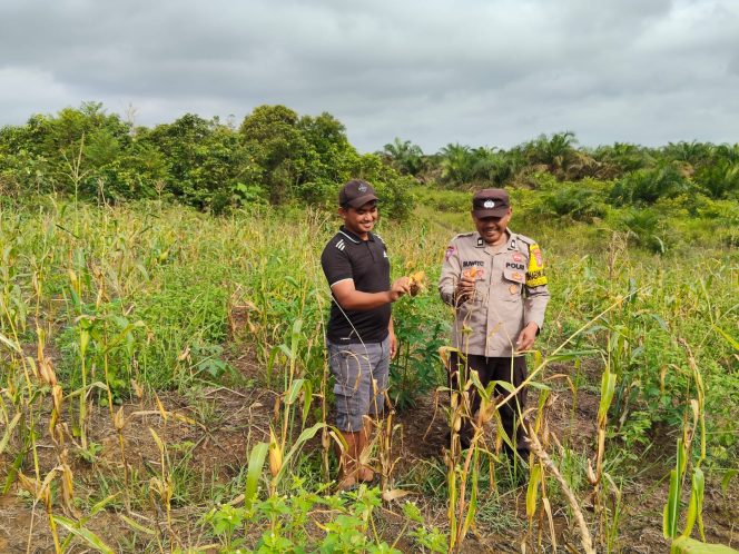 
					BHABINKAMTIBMAS DESA NATAI KONDANG LAKSANAKAN SAMBANG DAN CEK PERKEBUNAN JAGUNG