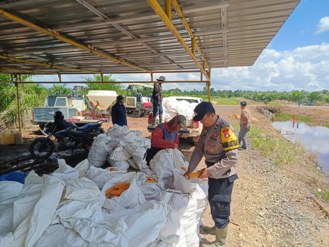 
					Dukung Ketahanan Pangan, Polsek Maliku Hadiri Panen Jagung Melimpah di Lahan PT. MKM Desa Tahai Baru