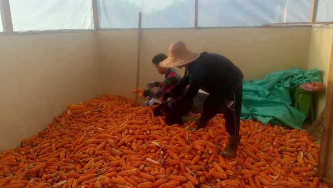 
					Buktikan Komitmen Ketahanan Pangan, Polres Gunung Mas Bersama Petani Binaan Sukses Olah 29 Karung Hasil Panen Jagung