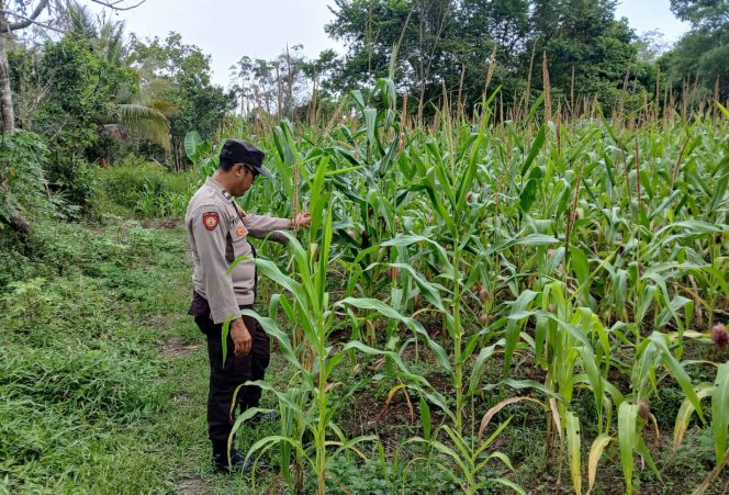 
					Dukung Ketahanan Pangan, Polsek Kapuas Barat Ajak Masyarakat Untuk Memanfaatkan Lahan Pekarangan Rumah