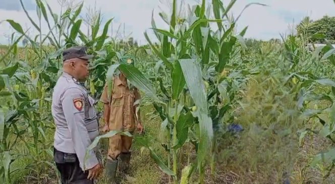 
					Polsek Kapuas Barat Cek Ketahanan Pangan Desa Penda Ketapi, Pastikan Sektor Pertanian Produktif