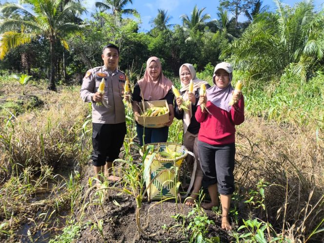 
					PANEN JAGUNG PROGRAM 1 DESA 1 HEKTAR DI DESA KARTIKA BHAKTI