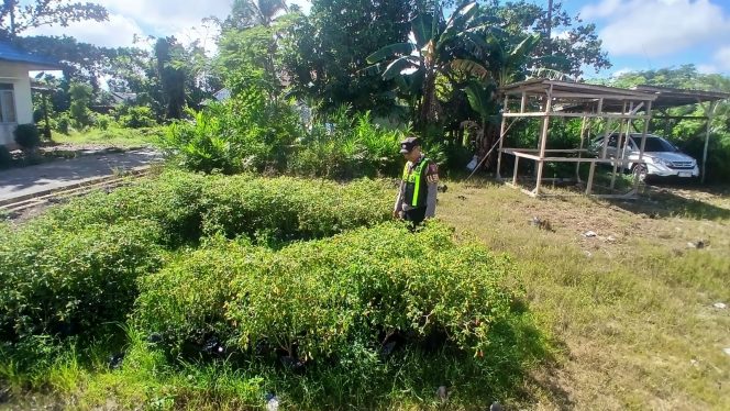 
					Dukung Ketahanan Pangan, Polsek Kapuas Barat Cek Budidaya Cabai Pedas di Mandomai
