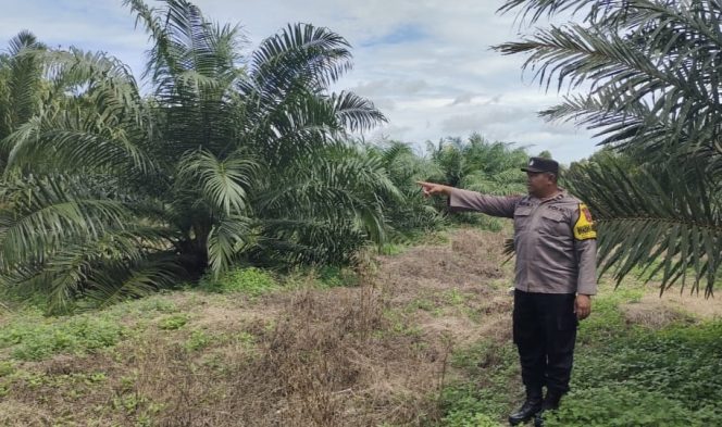 
					Giat Monitoring Dan Pendampingan Pemanfaatan Lahan Pekerangan Dalam Rangka Implementasi Asta Cita Presiden Republik Indonesia Dalam Bidang Ketahanan Pangan Oleh Polsek kapuas Hilir Polres Kapuas