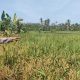 Giat Monitoring Dan Pendampingan Pemanfaatan Lahan Pekerangan Dalam Rangka Implementasi Asta Cita Presiden Republik Indonesia Dalam Bidang Ketahanan Pangan Oleh Polsek kapuas Hilir Polres Kapuas
