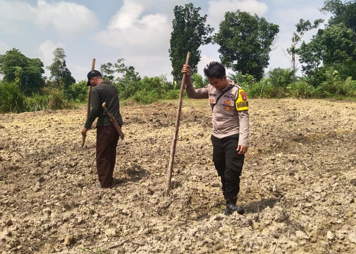 Bhabinkamtibmas Polsek Laung Tuhup Bersama Warga Kel. Muara Laung I Kompak Tanam Jagung Hibrida