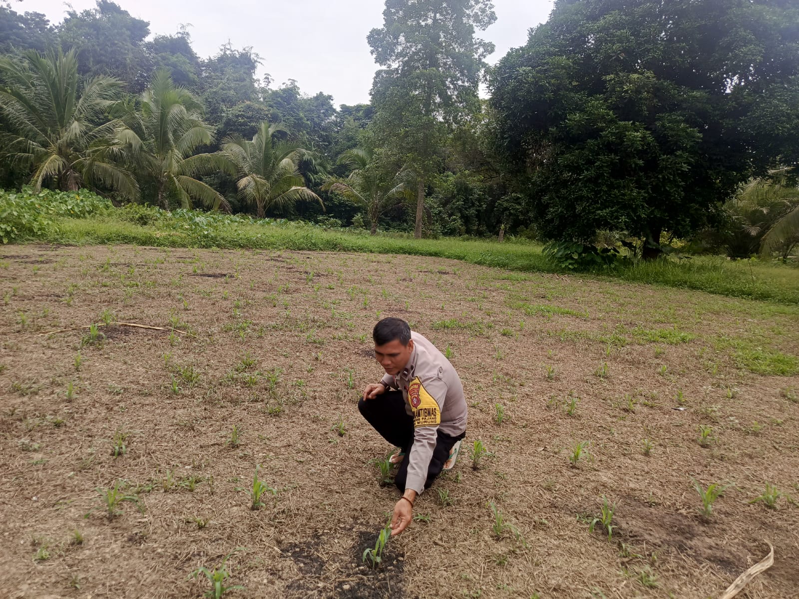 Pastikan Jagung Tumbuh Subur, Bhabinkamtibmas Desa Juming Pajang Lakukan Monitoring