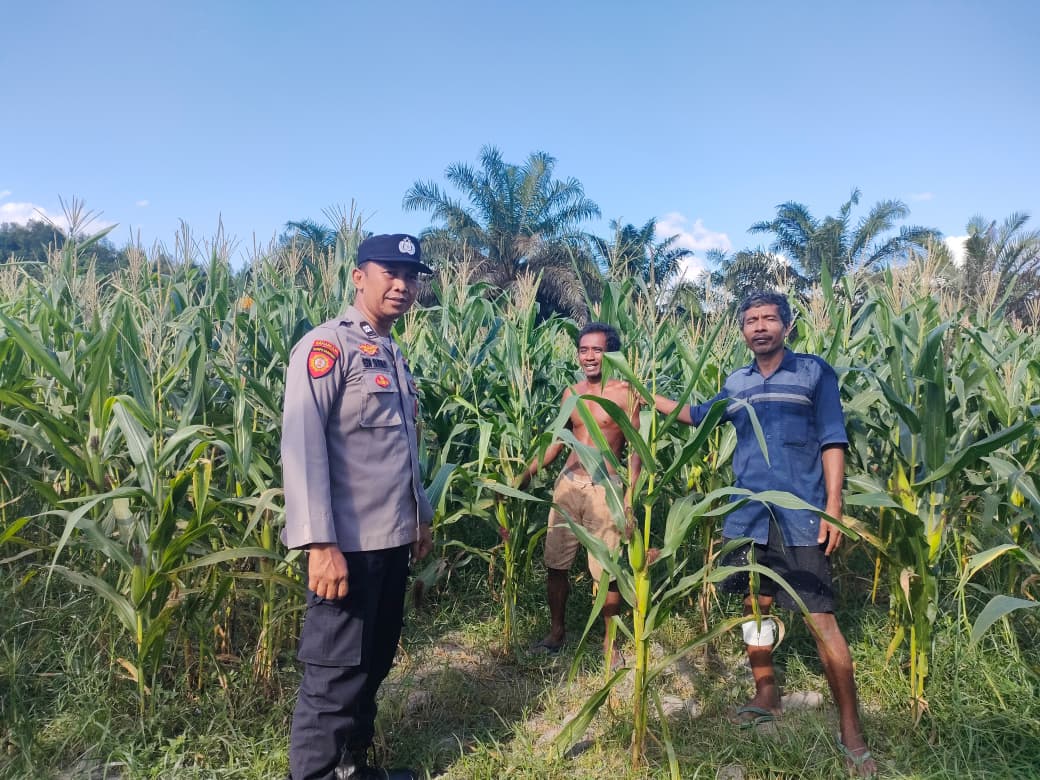 Dukung program Presiden, Bhabinkamtibmas Polsek Pangkalan Banteng Sambangi Petani