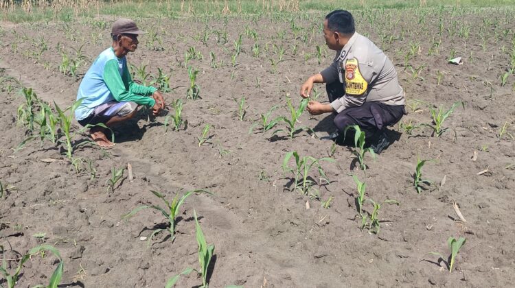 Dukung Ketahanan Pangan, Bhabinkamtibmas Polsek Kumai Pamrau Lahan Jagung Warga Binaan Dengan Rutin