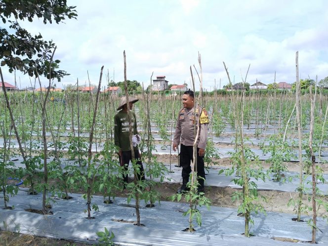 
					Rutin, Aiptu Suparjo Sambang Dan Gandeng Petani Desa Batu Belaman Majukan Pangan Lokal