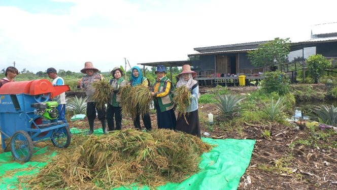 
					Panen Raya Padi di Natai Baru, Bhabinkamtibmas Dukung Dan Dampingi Ketahanan Pangan Dikobar