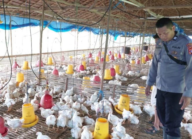 
					Dukung Program Pemerintah, Polsek Kapuas Barat Cek Ketahanan Pangan Sektor Peternakan di Desa Maju Bersama