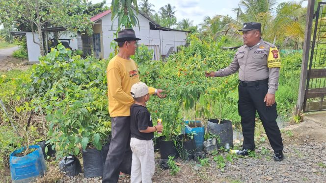 
					Dukung Program Pemerintah, Polsek Kahayan Kuala Sambangi Petani Cabai untuk Perkuat Ketahanan Pangan