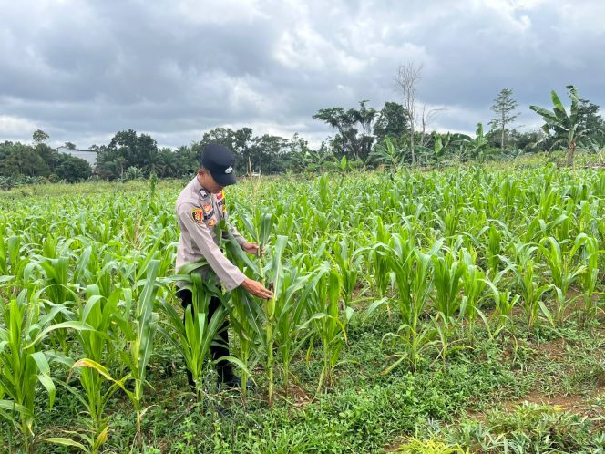 
					BHABINKAMTIBMAS DESA SEKUNINGAN BARU LAKUKAN PENGECEKAN LAHAN JAGUNG