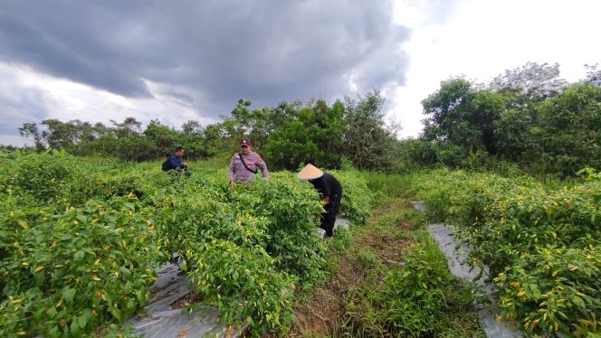 
					Polsek Kapuas Barat Pantau Ketahanan Pangan,bersama petani Cek Budidaya Lombok di Desa Saka Mangkahai