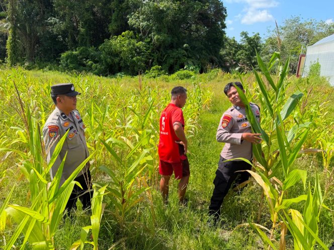 
					Wujud Nyata Dukungan ASTA CITA, Polres Barito Utara Kembangkan Program Ketahanan Pangan Bersama Kelompok Tani