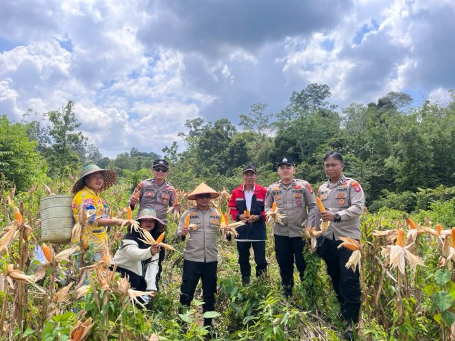 
					Sinergi Polsek Rungan dan Warga Hantapang Hasilkan Panen 8 Ton Jagung Hibrida