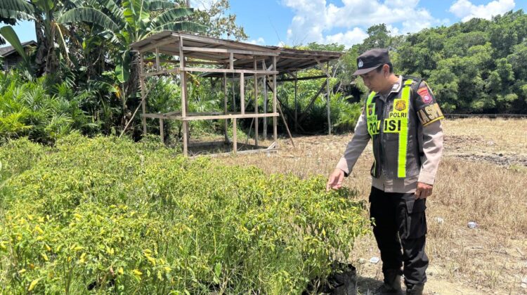 Pekarangan Jadi Kekuatan Pangan, Polsek Kapuas Barat Wujudkan Asta Cita Lewat Aksi Nyata di Desa Saka Mangkahai