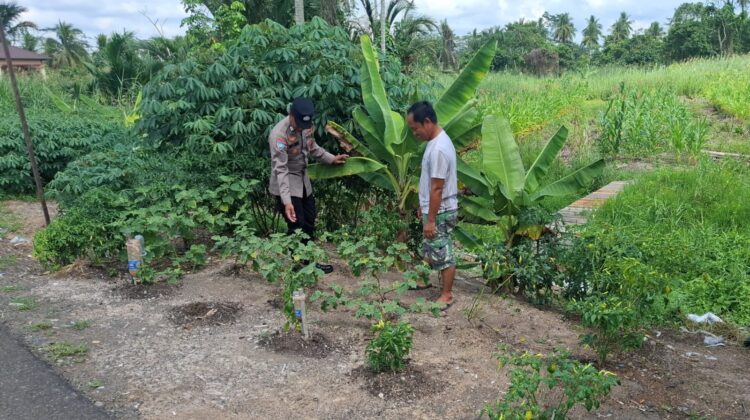 Dukung Ketahanan Pangan Nasional, Polsek Kahayan Kuala Sambangi Petani Cabai di Sebangau Jaya