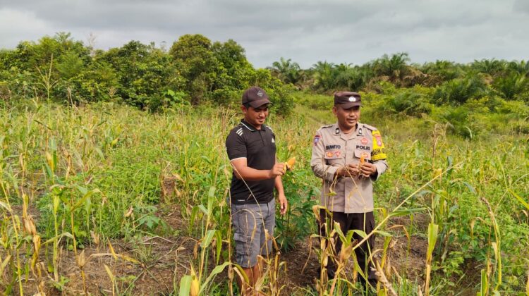 MENDUKUNG SWASEMBADA PANGAN, BHABINKAMTIBMAS DESA NATAI KONDANG SAMBANGI PETANI JAGUNG