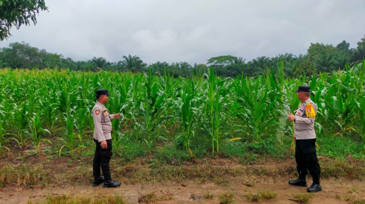 Bhabinkamtibmas Desa Bukit Sungkai Sambangi Kebun Jagung Warga, Wujud Dukungan Swasembada Pangan