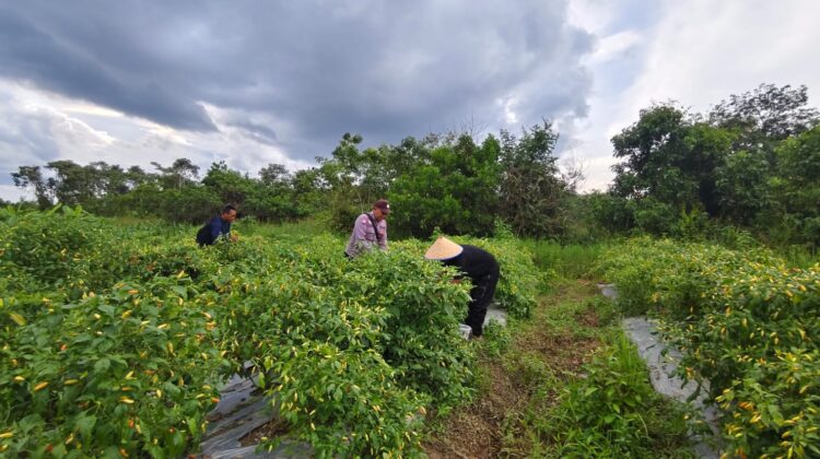 Polsek Kapuas Barat Dukung Program Pemerintah Tentang Ketahanan Pangan Dengan Bersosialisasi Petani Di Desa