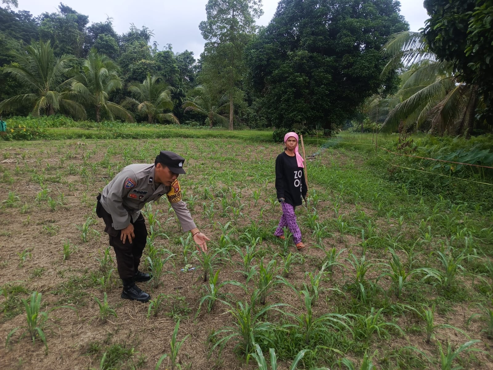 Bhabinkamtibmas Desa Juking Pajang Lakukan Monitoring Pastikan Jagung Tumbuh Subur