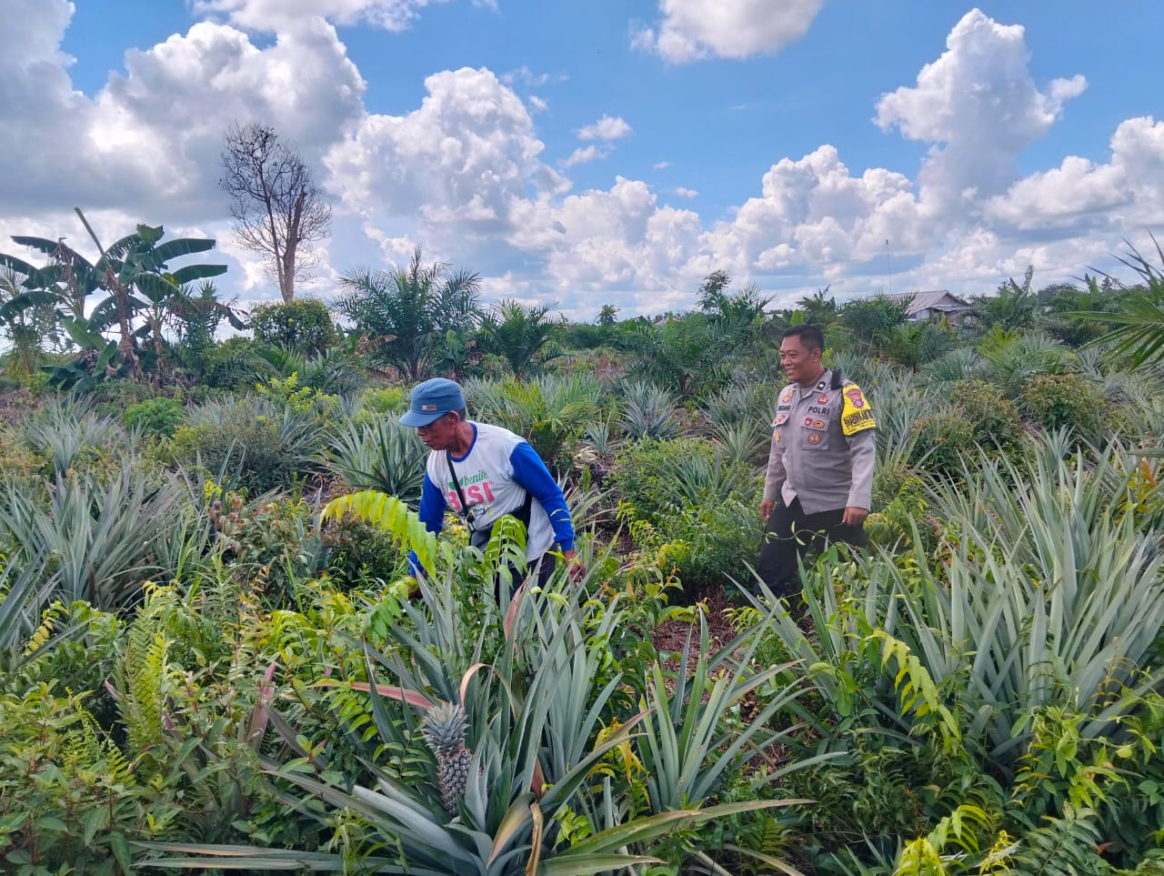 Dukung Pangan Lokal, Bhabinkamtibmas Raja Seberang Sambang Dan Beri Motivasi Petani