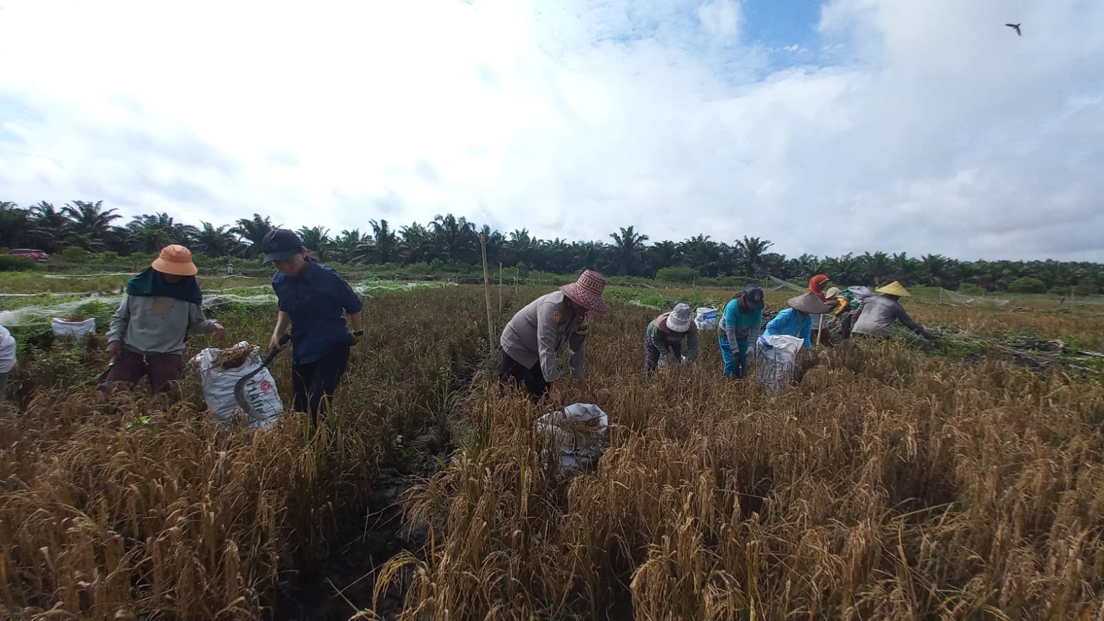 dukung program presiden RI, Panen Raya Padi di Natai Baru, Bhabinkamtibmas Dukung Ketahanan Pangan Kobar